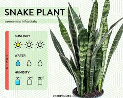 It does best in low light with a weekly watering. 9 Actual Low Light Plants No Really Posh Pennies