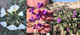 Published by flowersimg on march 13, 2019. Anza Borrego Desert Wildflowers Update