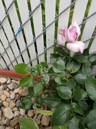 Il doit lutter contre le mal et son ami le renard va l'aider… la rose est trop fragile et ne peut pas voyager avec le petit prince et le renard donc elle vit sous cloche. What Is Wrong With The Leaves On My Le Petit Prince Rose North Central Saskatchewan Gardening