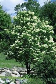 Iowa wildlife series students need to be knowledgeable about and appreciate local wildlife in order to better understand the natural environment. 38 Cpd Tree Programs Ideas Tree Trees To Plant Plants