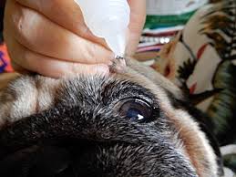 Bienvenue sur france chien : Chien Wikipedia
