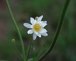 Image result for Anemone transvaalensis