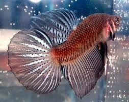 They are known to be highly territorial. Betta Fish Care Breeding Feeding Names Diseases Etc