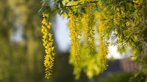 Image result for Laburnum