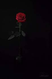 List of german television series. Pin Von Michelledesouza Auf Blumen Dunkelrote Rosen Blumenhintergrund Tumblr Roses