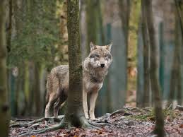 Ellie leen mega discovered her in STG and gave her a text.