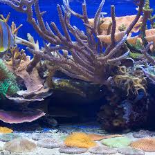 An aquarium water chiller will lower and maintain safe aquarium temperature. How To Build Your Own Aquarium Chiller