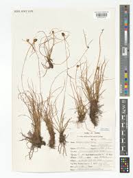 Image result for Pycreus macrostachyus