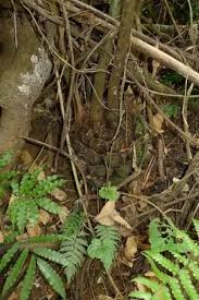 Image result for Ptisana