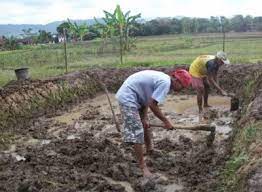 Saya yakin setiap pembaca memiliki pilihan berbeda untuk kolam, oleh karena itu saya membuat artikel terpisah untuk masing masing kolam. Panduan Membuat Kolam Tanah Ikan Nila