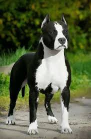 Pin By Almalu Fauntleroy On Dogs Pitbull Terrier Dog Breeds Animals