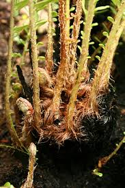 Image result for Blechnum tabulare