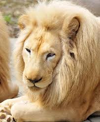 White Loin 2 Majestic Animals Animals Wild Wild Cats