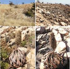 Image result for Aloe bicomitum