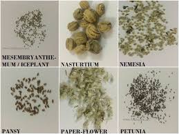 Flower Seed Identification Chart Winters Spring