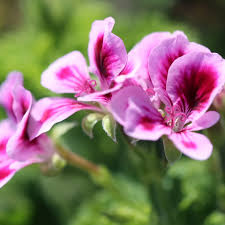 Image result for Pelargonium graveolens