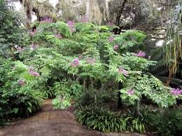 Image result for Lonchocarpus
