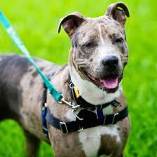 Xl lilac tri bully pitbull puppies for sale. Pit Bull Catahoula Mix Good Pit Bulls
