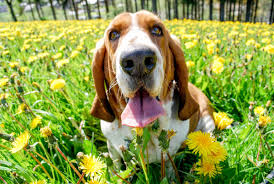 Maybe you would like to learn more about one of these? New Pet Funeral Home Opening In Auburn Across Washington Wa Patch