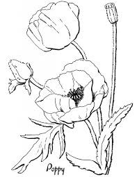 Make a coloring book with flower poppy for one click. Pin On Hobbies Crafts