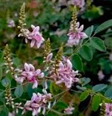 Image result for Indigofera dyeri