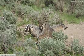 American badger on wn network delivers the latest videos and editable pages for news & events, including entertainment, music, sports, science and more, sign up and share your playlists. American Badger Facts Pictures In Depth Information
