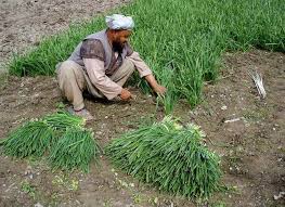 Maybe you would like to learn more about one of these? Ø³Ø± Ù¾ Ù„ ÙˆÙ„Ø§ÛŒØªÛŒ Ø²ÛŒØ¨Ø§ Ùˆ ØªØ§Ø±ÛŒØ®ÛŒ Ø¯Ø± Ø´Ù…Ø§Ù„ Ø§ÙØºØ§Ù†Ø³ØªØ§Ù† Ø®Ø¨Ø±Ú¯Ø²Ø§Ø±ÛŒ ØµØ¯Ø§ Ùˆ Ø³ÛŒÙ…Ø§
