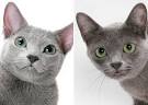 Russian Blue Cat, Cat Breed, Russian Shorthair, Archangel ...