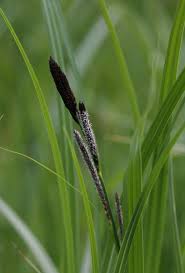 Image result for Carex lycurus
