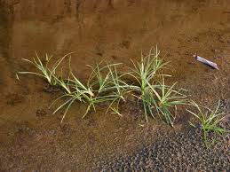 Image result for Pycreus mundtii