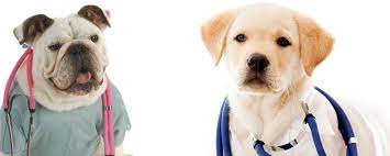 Treatment of asthma in dogs common conventional treatment for asthma in dogs is the use of two classes of medications: Protect Your Pet Dogs And Asthma Pethub