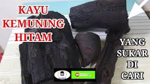 Tanaman kemuning berasal dari daratan india. Kayu Penawar Hitam Mempunyai Nilai Perubatannya Yang Tersendiri Khasiatnya Lebih Baik Dr Teras Cute766