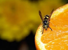 It's very effective and for the most part pretty safe. Experts For Wasp Nest Removal Control In Melbourne