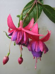 Madeleine Sweeney Fuchsie