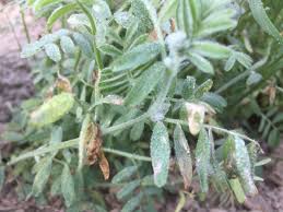 Lentil tree is located in deal city of new jersey state. Crop Wild Relatives Lentil Serendipity And Hard Work Crop Wild Relatives