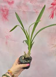 Image result for Graphorkis