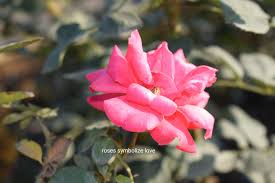 We did not find results for: Roses Symbolize Love Posts Facebook
