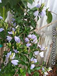 Image result for Sclerochiton hirsutus