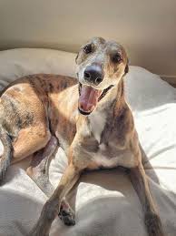 Greyhound Windhund Welpen Windhund Hunde