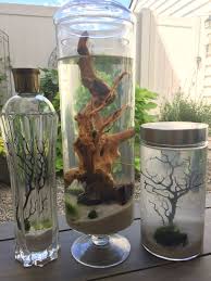 Diy Ecosystems Based Off Of Those Little Ecospheres That Cost A Fortune Contains Brackish Water For The Opae Ula Shr Indoor Water Garden Diy Aquarium Aquarium