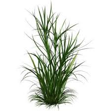 Ornamental Grass Png Google Search Plants Ornamental Grasses Trees To Plant