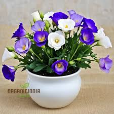 Image result for eustoma lisianthus in vase