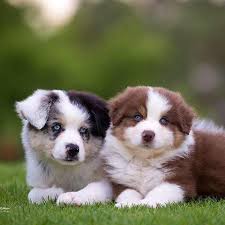 Australian shepherd x border collie puppies currently only 4 wks old born 8032021 and will be available to go. Borderton Australian Shepherds Home Facebook