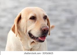 Handsome English Yellow Labrador Retriever Still Stock Photo 1427043092
