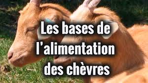 Et lucie sont nod amis. Comment Nourrir Les Chevres Wikifarmer