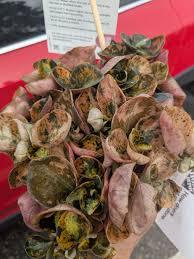 Image result for Paropsia