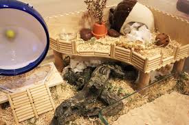 The Shelf Made With Ikea Knuff Http Www Ikea Com Us En Catalog Products 50187340 And Dowel Pins Hamster Cage Hamster Cages Hamster