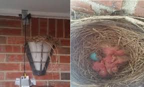 Similar to bitcoin in 2008. I Set Up A Raspberry Pi To Watch A Robins Nest On My Porch Light Actual Setup Is Nothing Worth Looking At But The Babies Sure Are Live Stream Link In