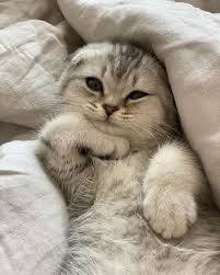 How To Take Cute Kitty Photos That Are Ig Worthy In 2020 Cute Cats Cats Cats And Kittens