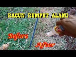 Racun rumput yang bagus dari petrokayaku ini sudah terdaftar resmi di kementerian pertanian melalui nomor pendaftaran ri. Herbisida Alami Pembasmi Rumput Aman Dan Ramah Lingkungan Youtube Pembasmi Rumput Herbisida Pembasmi
